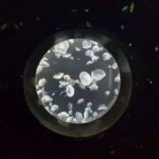 ヒメ日記 2025/04/09 21:15 投稿 イナ バイオレンス