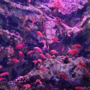 ヒメ日記 2025/04/10 11:21 投稿 イナ バイオレンス