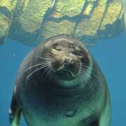 ヒメ日記 2025/04/11 02:25 投稿 イナ バイオレンス