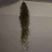 ヒメ日記 2025/04/17 00:29 投稿 イナ バイオレンス