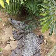 ヒメ日記 2025/04/20 21:46 投稿 イナ バイオレンス