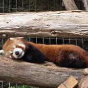 ヒメ日記 2025/04/20 21:55 投稿 イナ バイオレンス