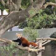 ヒメ日記 2025/04/22 11:06 投稿 イナ バイオレンス