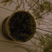 ヒメ日記 2025/06/18 02:55 投稿 イナ バイオレンス