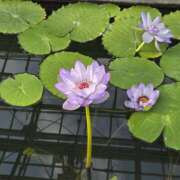 ヒメ日記 2025/12/03 09:45 投稿 イナ バイオレンス