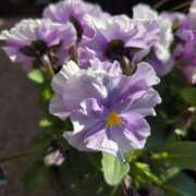 ヒメ日記 2026/01/05 09:55 投稿 イナ バイオレンス