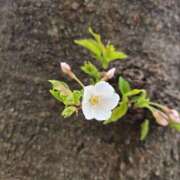 ヒメ日記 2026/02/13 15:25 投稿 イナ バイオレンス