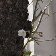 ヒメ日記 2026/03/22 13:56 投稿 イナ バイオレンス