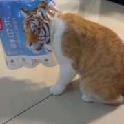 ヒメ日記 2025/10/06 21:27 投稿 女神　うの OL精薬