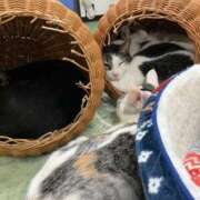 ヒメ日記 2024/12/12 02:18 投稿 河美　ひらり OL精薬