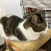 ヒメ日記 2024/12/15 02:33 投稿 河美　ひらり OL精薬