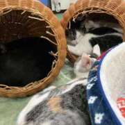 ヒメ日記 2024/12/21 01:18 投稿 河美　ひらり OL精薬