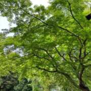 ヒメ日記 2024/12/25 01:42 投稿 河美　ひらり OL精薬