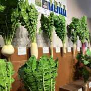 ヒメ日記 2025/01/06 02:06 投稿 河美　ひらり OL精薬