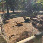 ヒメ日記 2025/01/19 01:33 投稿 河美　ひらり OL精薬