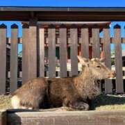 ヒメ日記 2025/01/19 01:42 投稿 河美　ひらり OL精薬