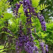 ヒメ日記 2025/01/21 01:42 投稿 河美　ひらり OL精薬