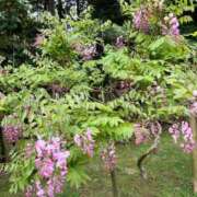 ヒメ日記 2025/01/26 02:18 投稿 河美　ひらり OL精薬