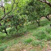 ヒメ日記 2025/02/03 00:09 投稿 河美　ひらり OL精薬