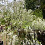 ヒメ日記 2025/02/08 03:48 投稿 河美　ひらり OL精薬