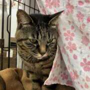 ヒメ日記 2025/02/22 01:18 投稿 河美　ひらり OL精薬