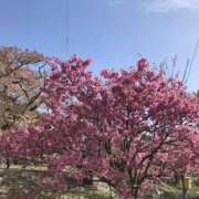 ヒメ日記 2025/02/25 01:33 投稿 河美　ひらり OL精薬