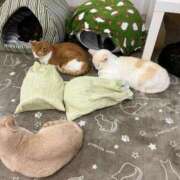 ヒメ日記 2025/03/03 00:34 投稿 河美　ひらり OL精薬