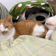 ヒメ日記 2025/03/03 01:03 投稿 河美　ひらり OL精薬