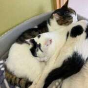 ヒメ日記 2025/03/04 00:33 投稿 河美　ひらり OL精薬