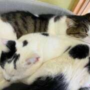 ヒメ日記 2025/03/06 02:48 投稿 河美　ひらり OL精薬