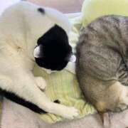 ヒメ日記 2025/03/08 00:48 投稿 河美　ひらり OL精薬