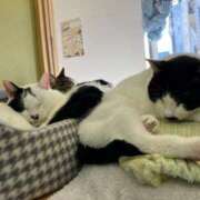 ヒメ日記 2025/03/08 01:18 投稿 河美　ひらり OL精薬