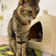 ヒメ日記 2025/03/13 00:42 投稿 河美　ひらり OL精薬