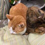 ヒメ日記 2025/03/15 01:48 投稿 河美　ひらり OL精薬