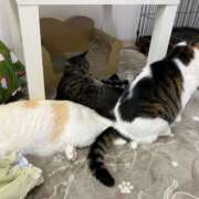 ヒメ日記 2025/03/17 00:48 投稿 河美　ひらり OL精薬