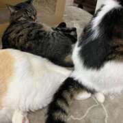 ヒメ日記 2025/03/17 01:33 投稿 河美　ひらり OL精薬