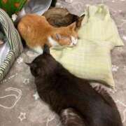 ヒメ日記 2025/03/30 01:12 投稿 河美　ひらり OL精薬