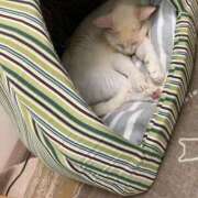 ヒメ日記 2025/04/03 01:27 投稿 河美　ひらり OL精薬