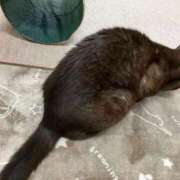 ヒメ日記 2025/04/05 01:03 投稿 河美　ひらり OL精薬