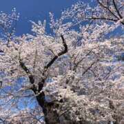 ヒメ日記 2025/04/06 01:18 投稿 河美　ひらり OL精薬