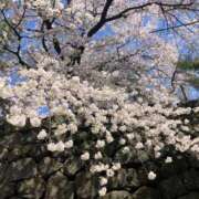 ヒメ日記 2025/04/12 01:18 投稿 河美　ひらり OL精薬