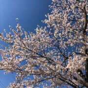 ヒメ日記 2025/04/24 01:18 投稿 河美　ひらり OL精薬