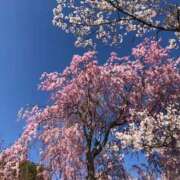 ヒメ日記 2025/04/26 01:18 投稿 河美　ひらり OL精薬