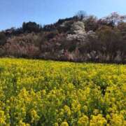 ヒメ日記 2025/04/29 01:03 投稿 河美　ひらり OL精薬