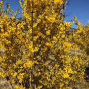 ヒメ日記 2025/05/11 01:42 投稿 河美　ひらり OL精薬