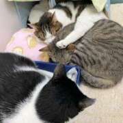 ヒメ日記 2025/05/12 01:27 投稿 河美　ひらり OL精薬