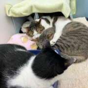 ヒメ日記 2025/05/15 00:27 投稿 河美　ひらり OL精薬