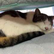 ヒメ日記 2025/05/17 01:33 投稿 河美　ひらり OL精薬