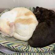 ヒメ日記 2025/05/21 00:48 投稿 河美　ひらり OL精薬