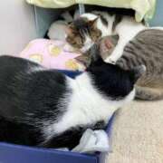 ヒメ日記 2025/05/21 01:18 投稿 河美　ひらり OL精薬